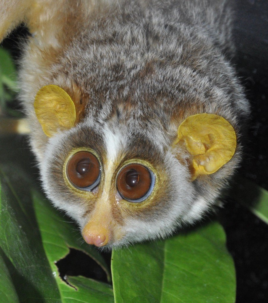 Мадагаскарский долгопят