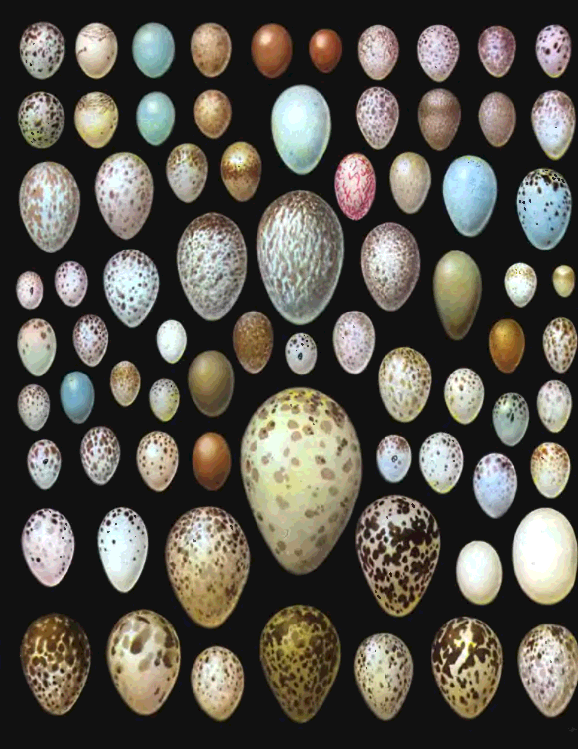 Какого цвета яйца птиц. Яйца птиц. Разноцветные яйца птиц. Необычные птичьи яйца. Яйца разные.