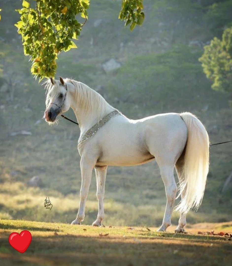 Порода лошади арабская Мустанг