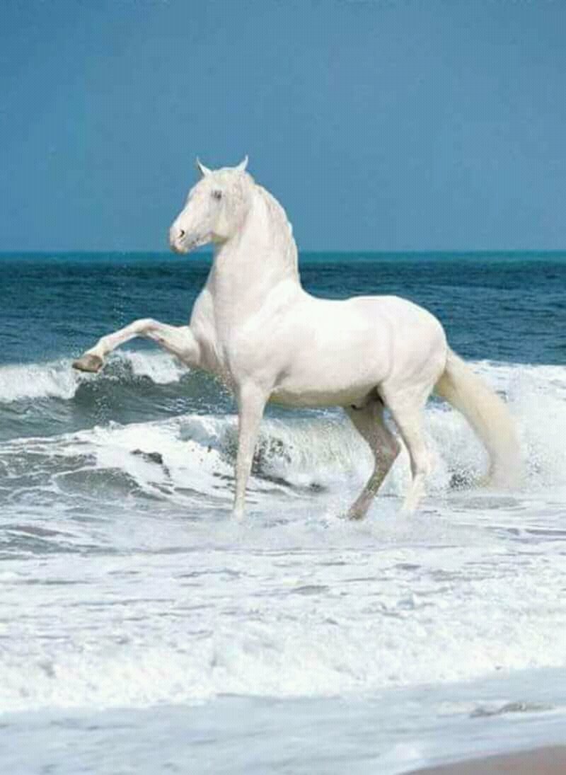 Андалузская голубая лошадь