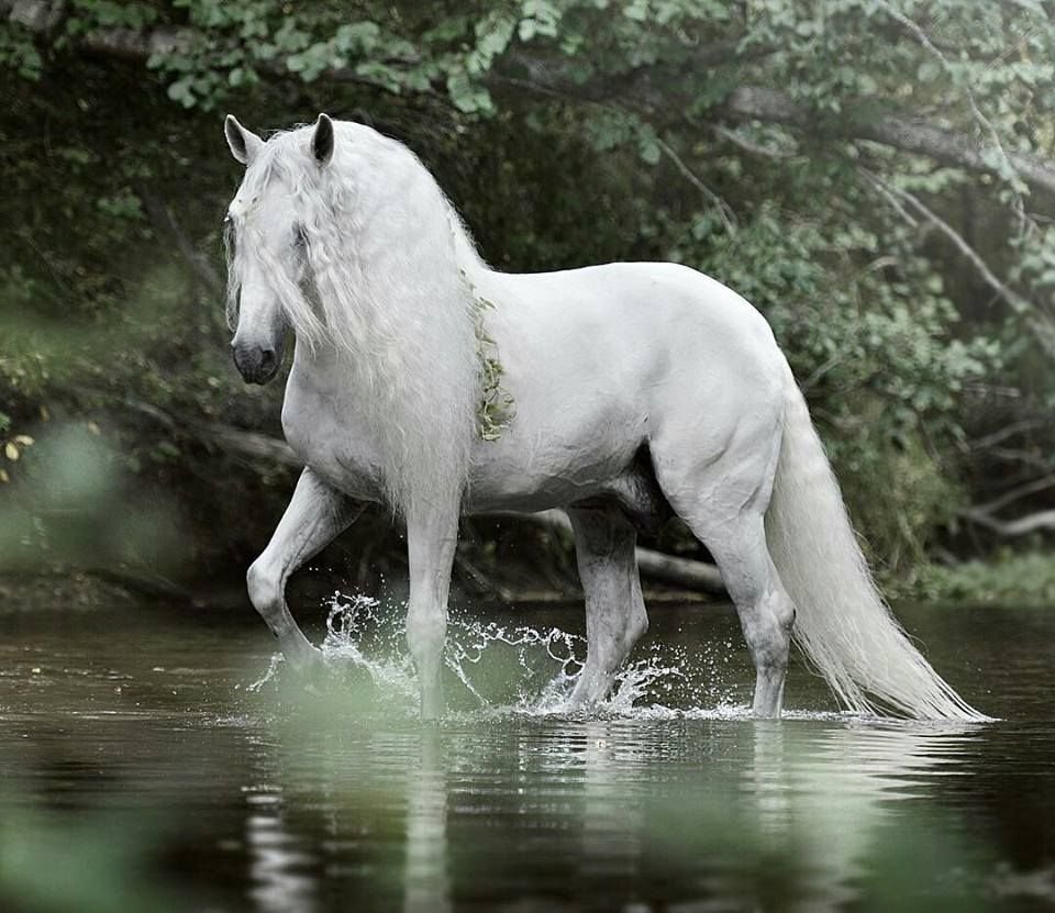 Лошадь фризской породы альбинос