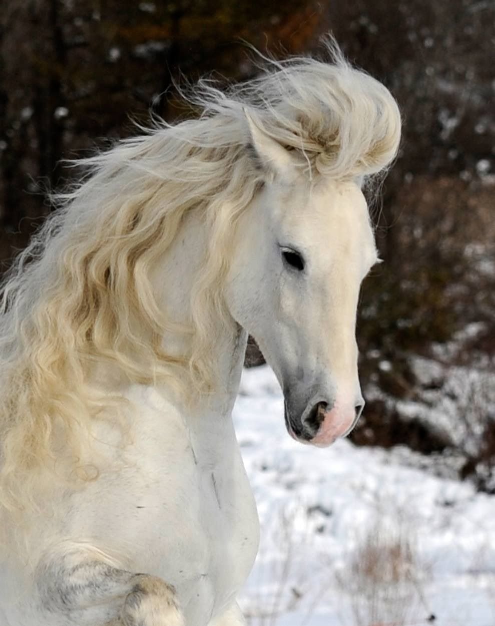 Белый Шайр конь