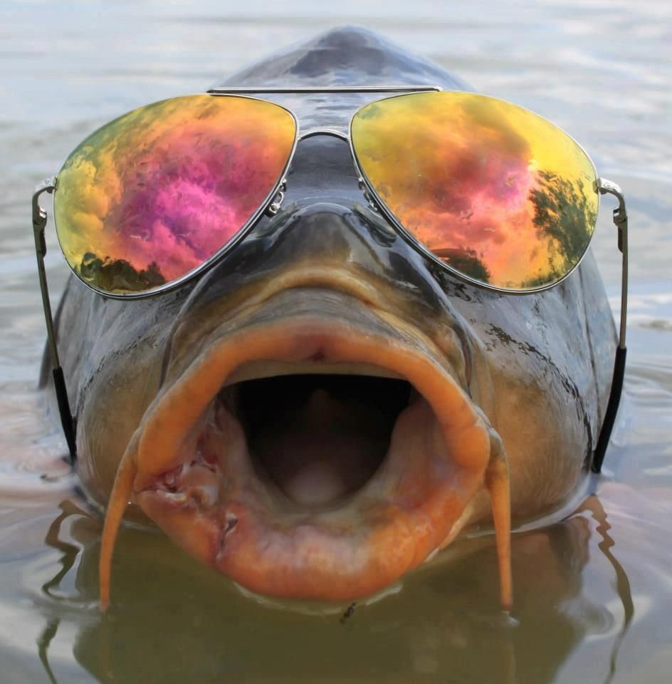 Золотая рыбка с черными глазами