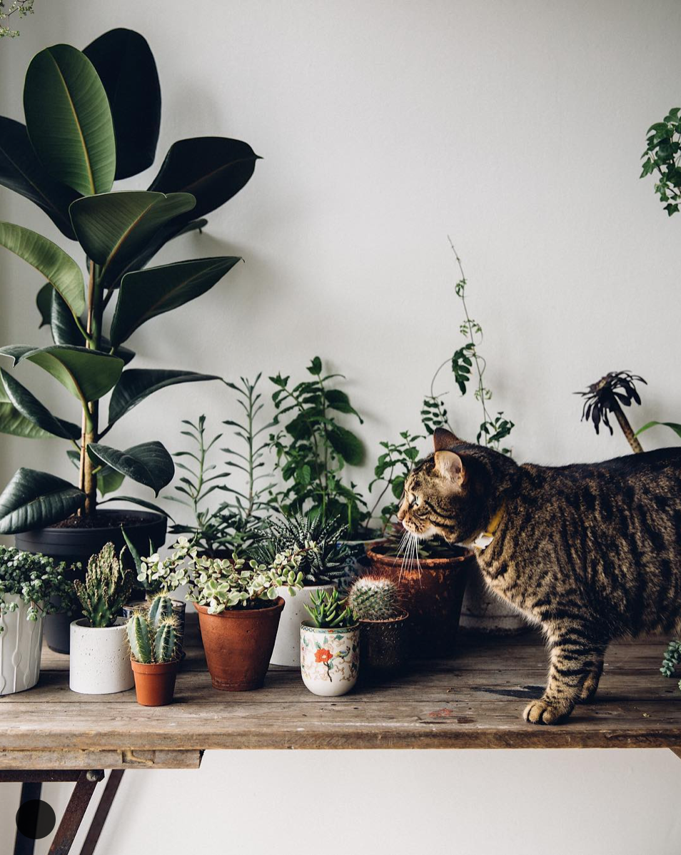 Коты и комнатные растения