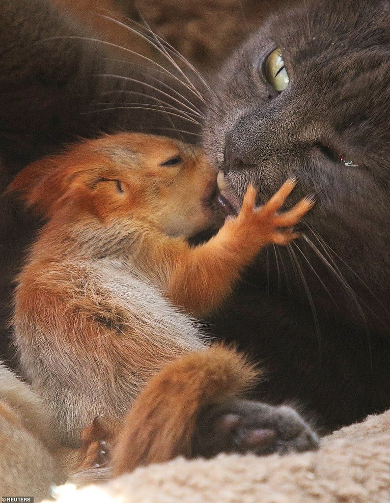Мышь целует кота