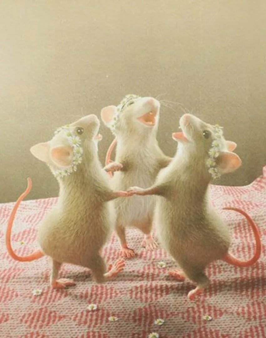 Три милые крысы