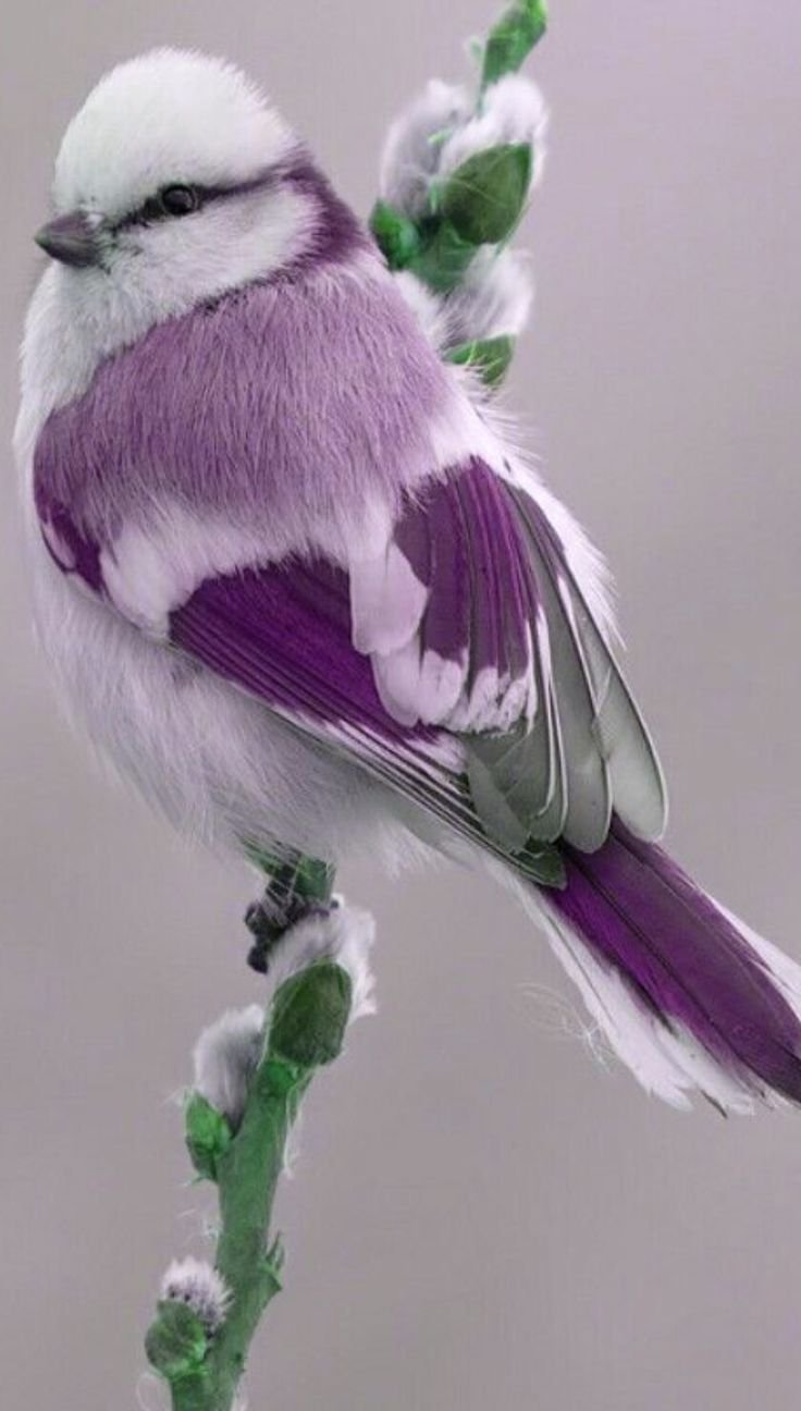 Violet backed Starling птица