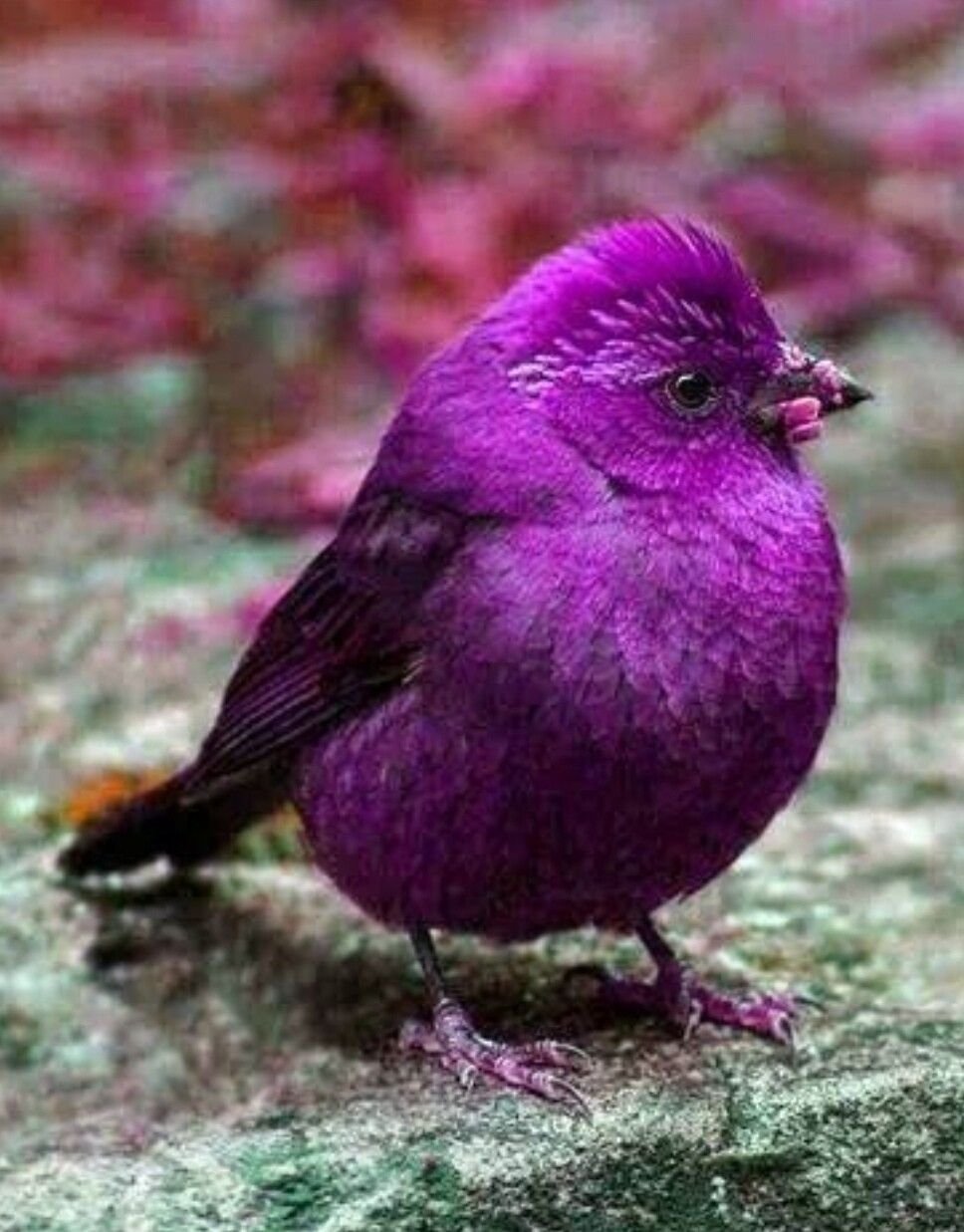 Какого цвета птичка. Аметистовый короткохвостый скворец. Carpodacus Vinaceus. Пурпурный скворец Lamprotornis purpureus. Птица фиолетового цвета.
