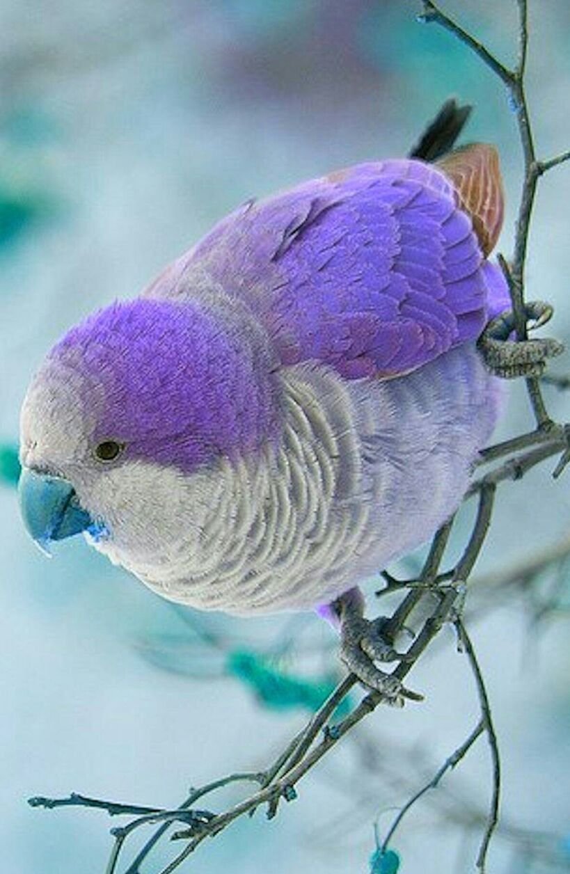 Колибри фиолетовая