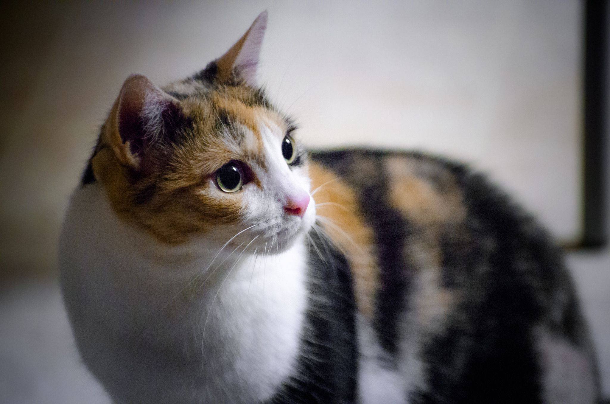 Какие котята у трехцветной кошки. Трехцветные кошки Калико. Порода Калико. Кошка породы Калико. Черепаховая кошка Калико.