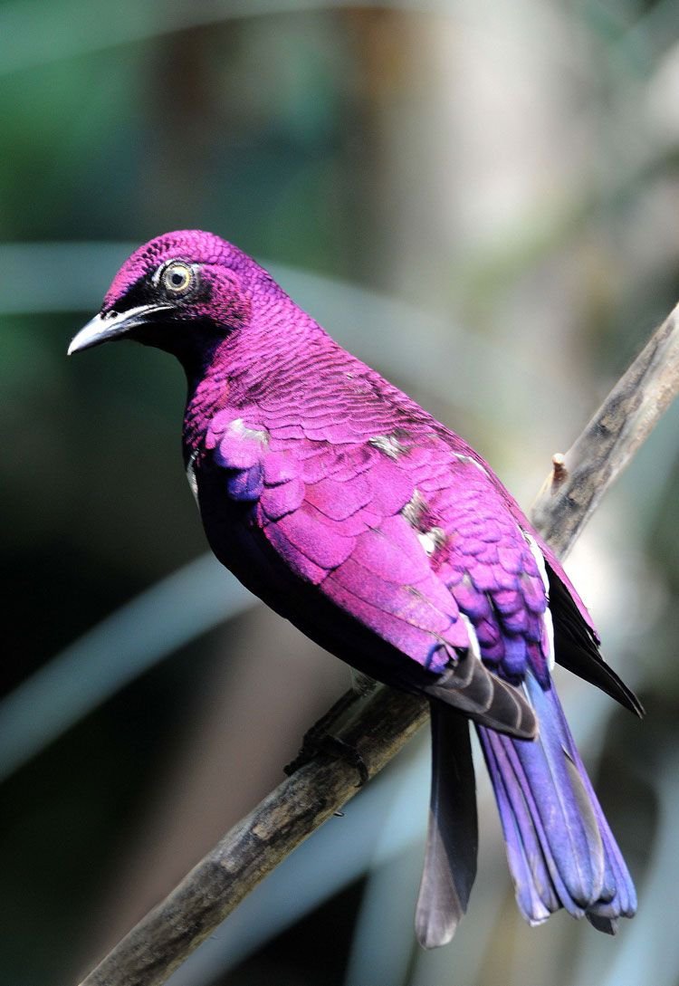 Purple Starling попугай