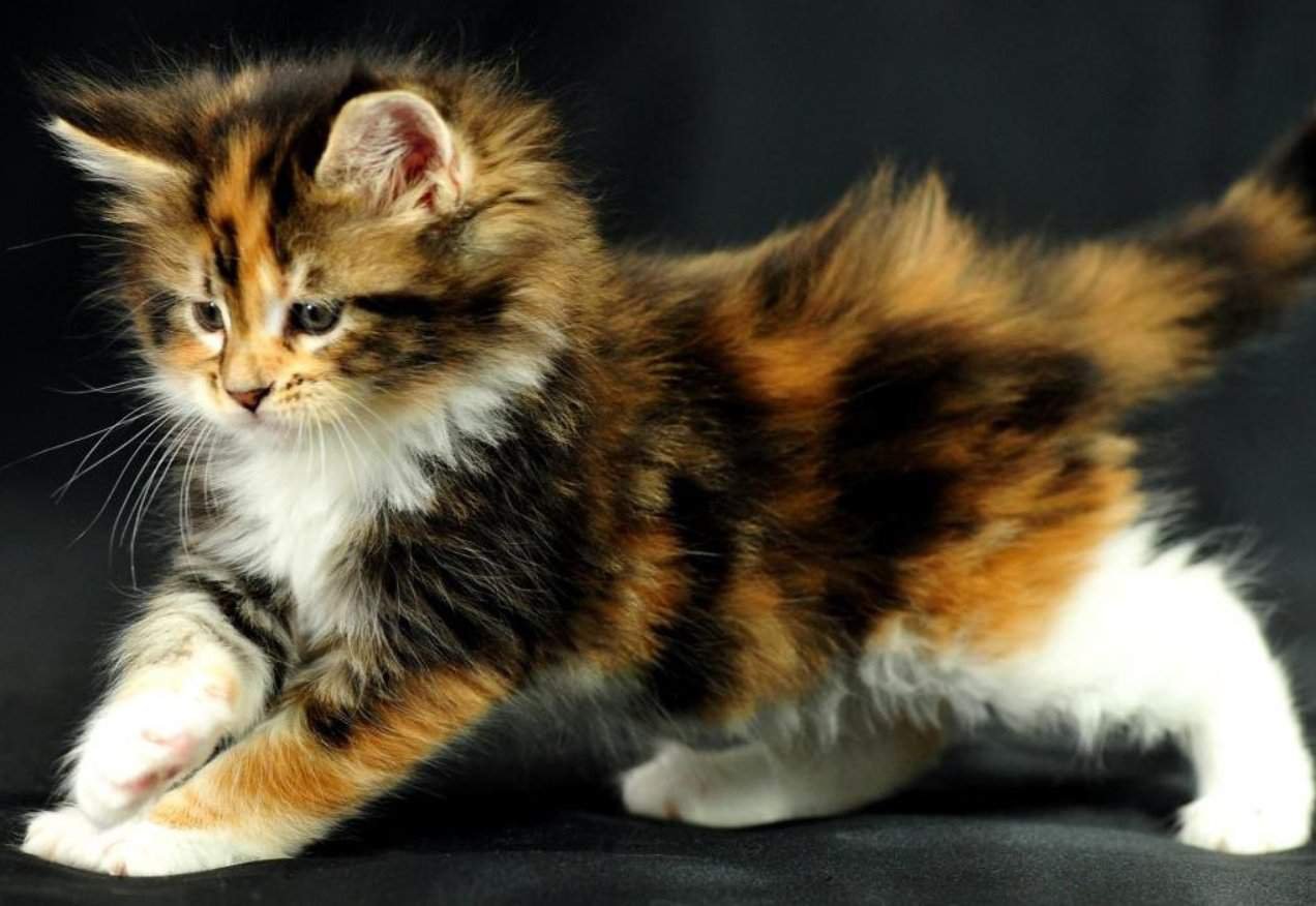 Какие котята у трехцветной кошки. Сибирская трехшерстная кошка. Трёхцветная кошка Мейн кун. Черепаховая кошка Калико. Длинношерстная британка трех шорстная.