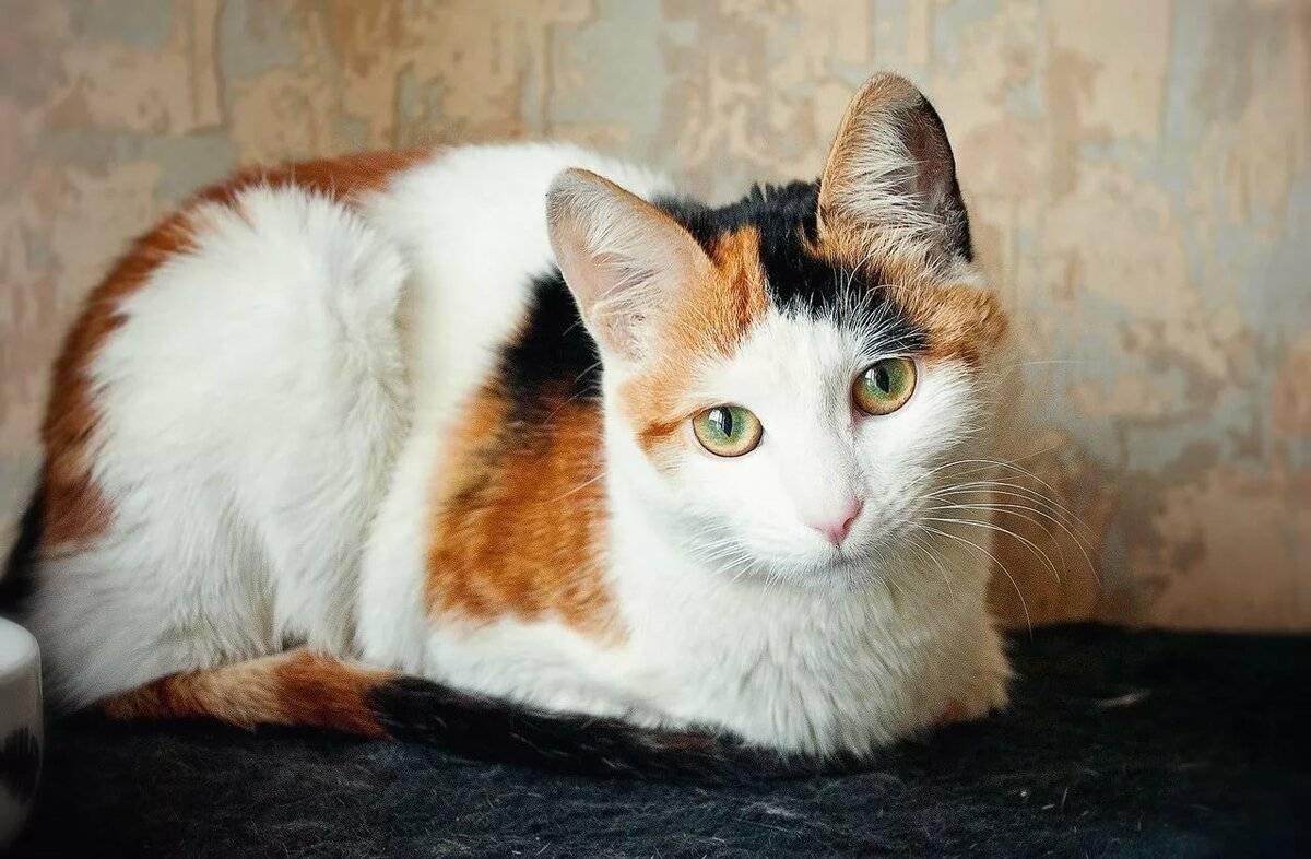 Трехшерстная кошка порода. Черепаховая кошка Калико. Сибирская кошка трехцветная короткошерстная. Богатка кошка порода. Трехцветная кошечка