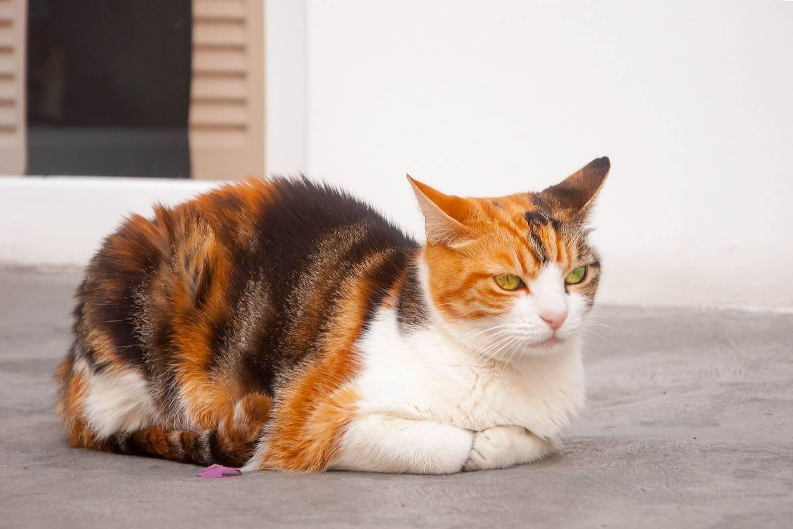 Пол трехцветного котенка. Трехшерстная кошка. Эгейская черепаховая кошка. Кошка трехцветная короткошерстная. Эгейская кошка трехцветная.