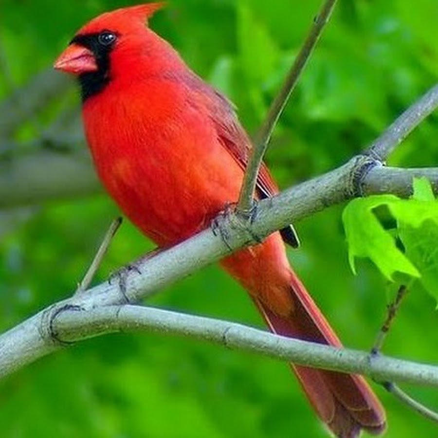 Птица с красной мордой
