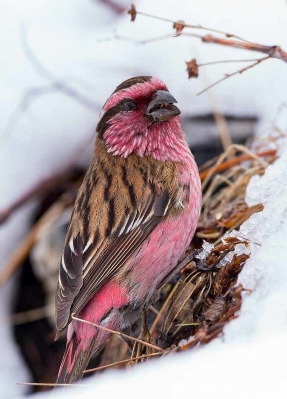 Птичка с розовой грудкой