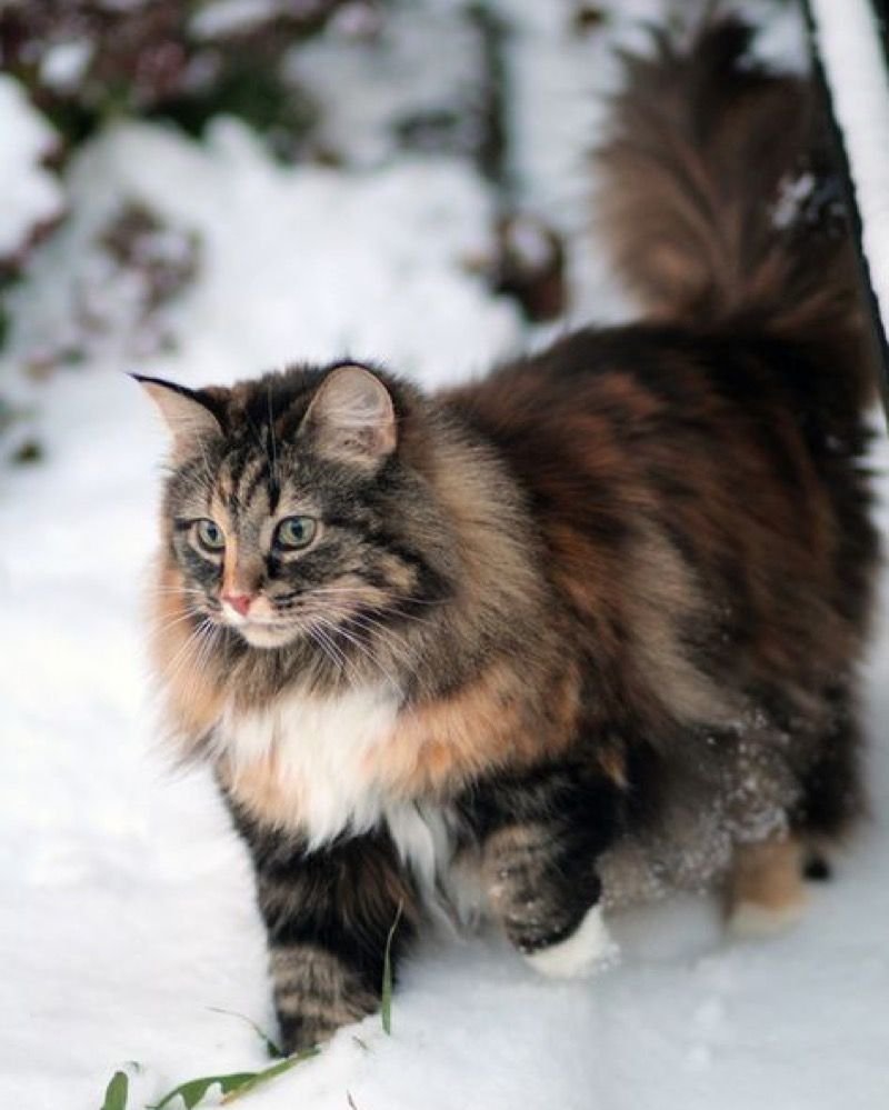 Норвежский лесной кот