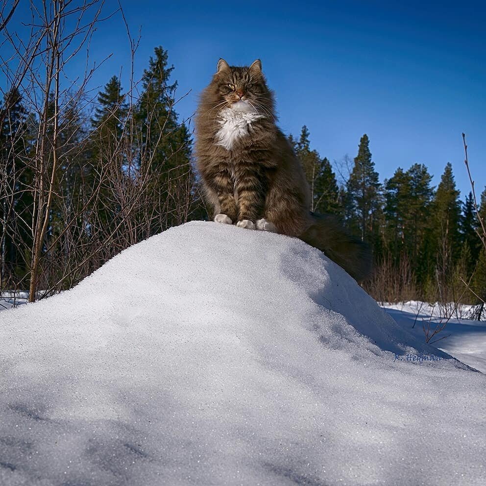 Финский Лесной кот