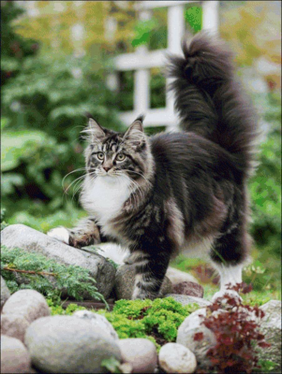 Норвежская Лесная кошка Калико