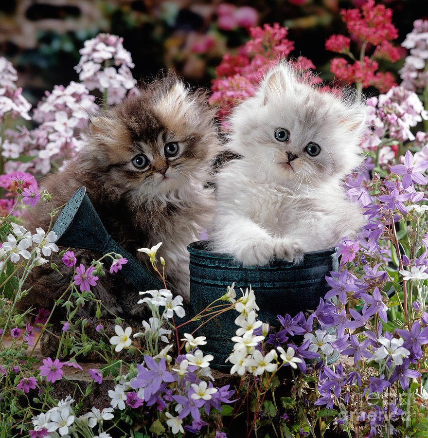 Пушистые котята в цветах
