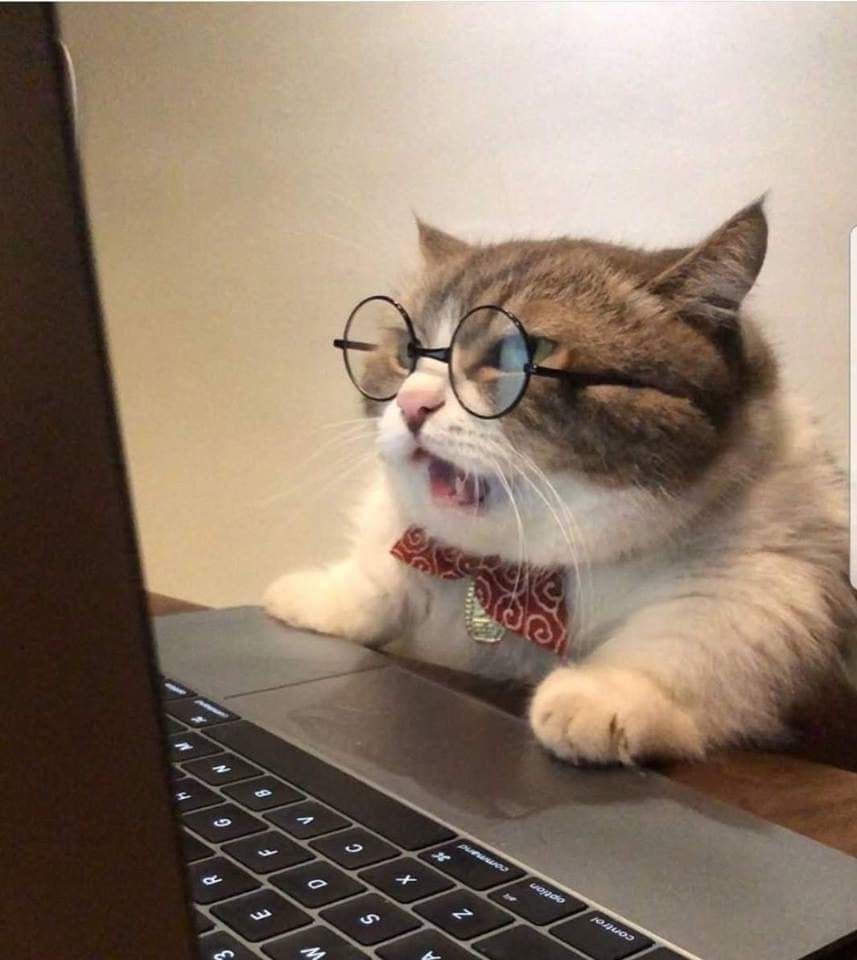 Кот в очках за компьютером