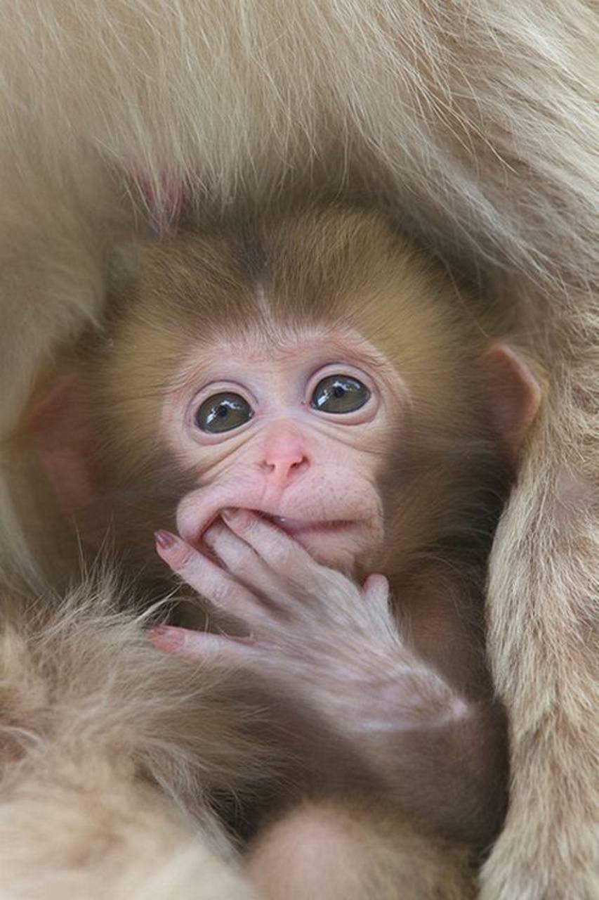 Маленькая обезьянка с языком