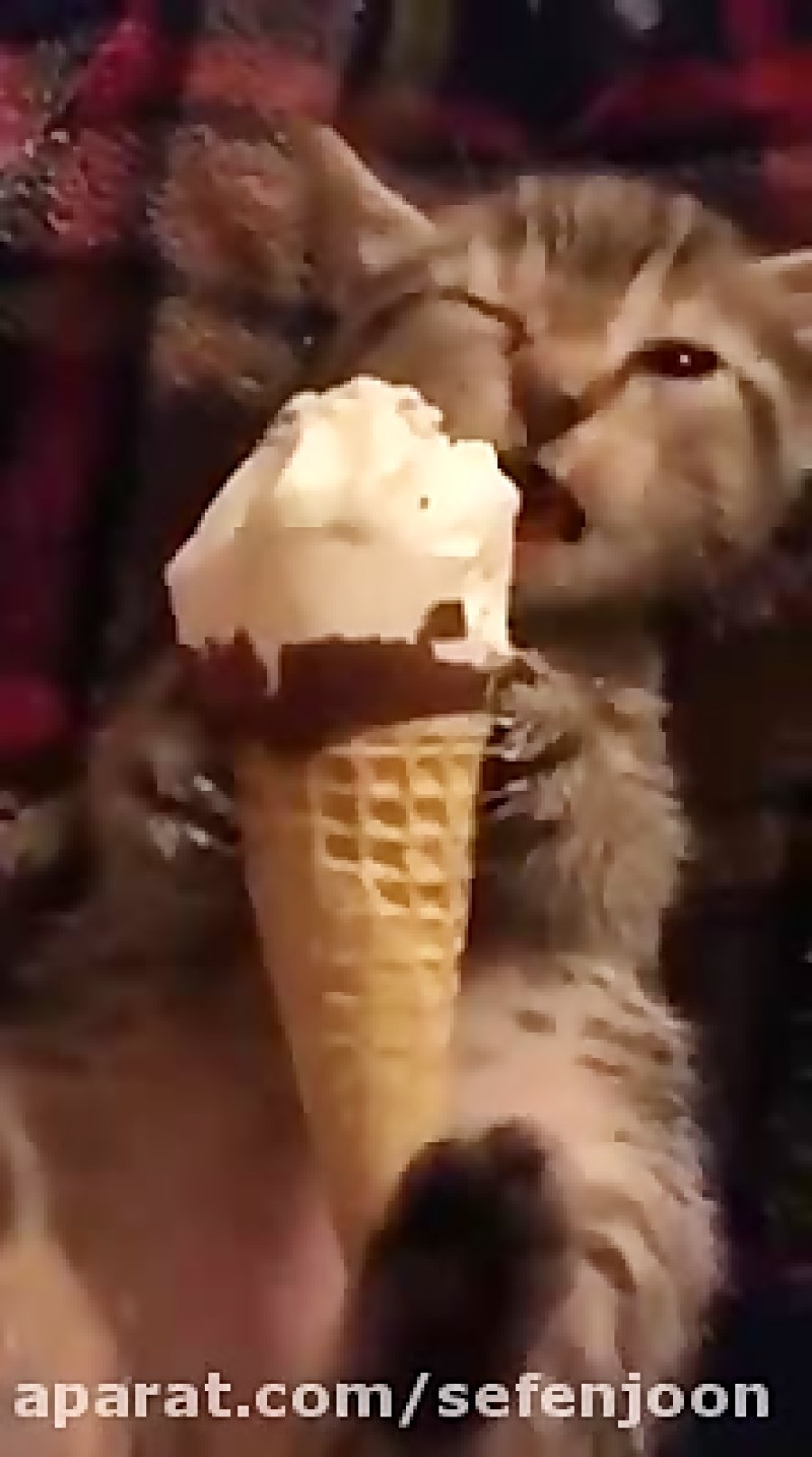 Гифка кот и мороженое