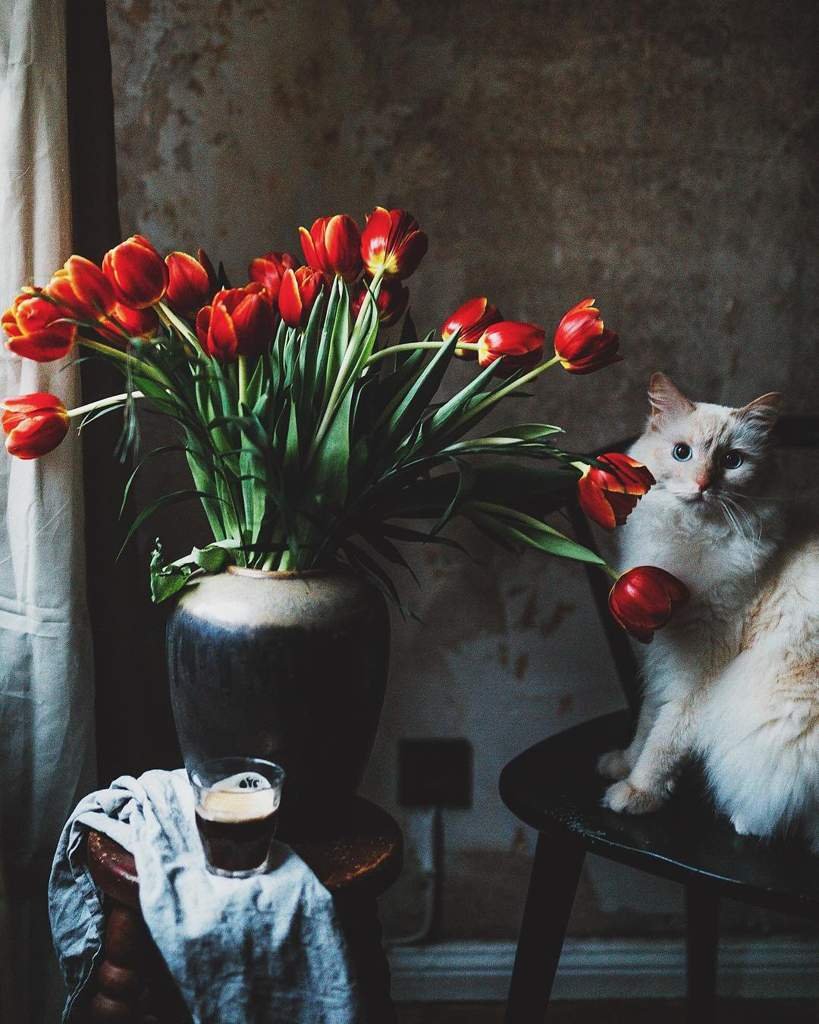 Котенок с тюльпанами