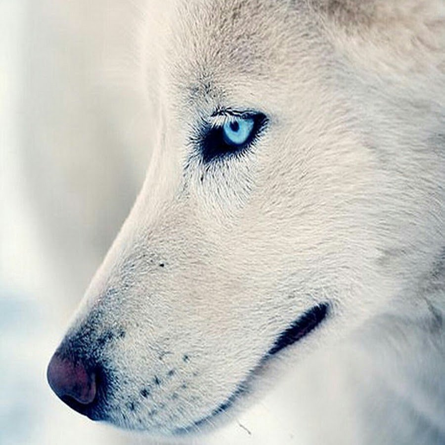 Белая волчица с зелеными глазами