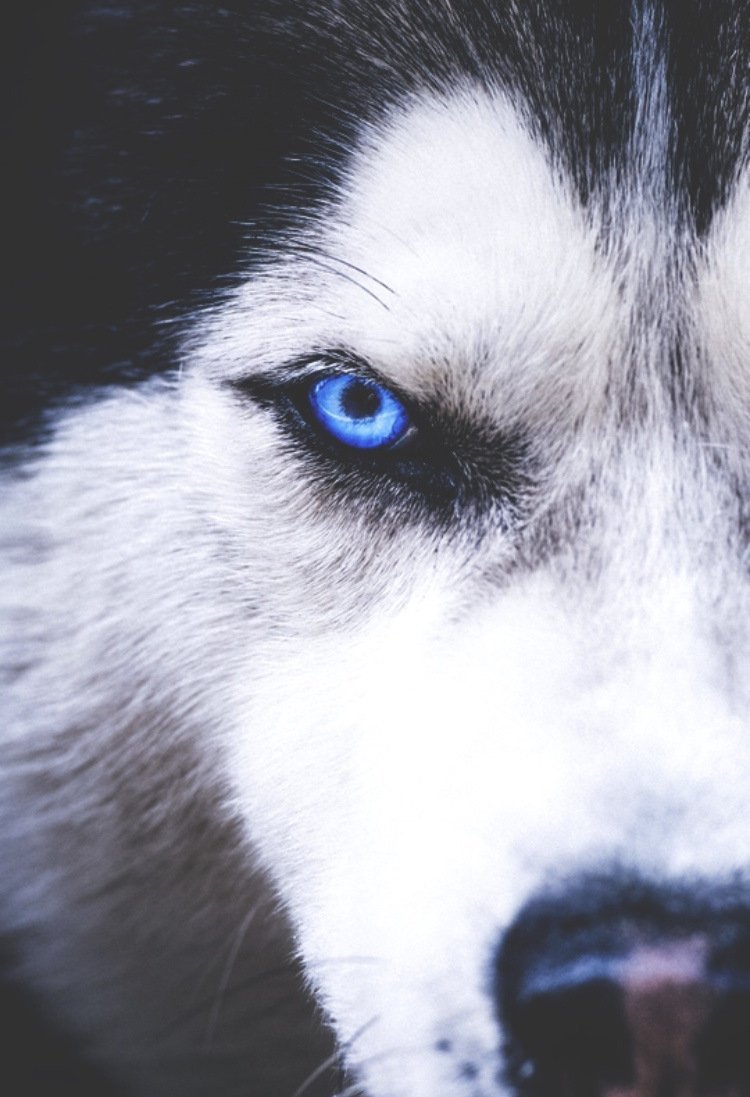 Волк с синими глазами
