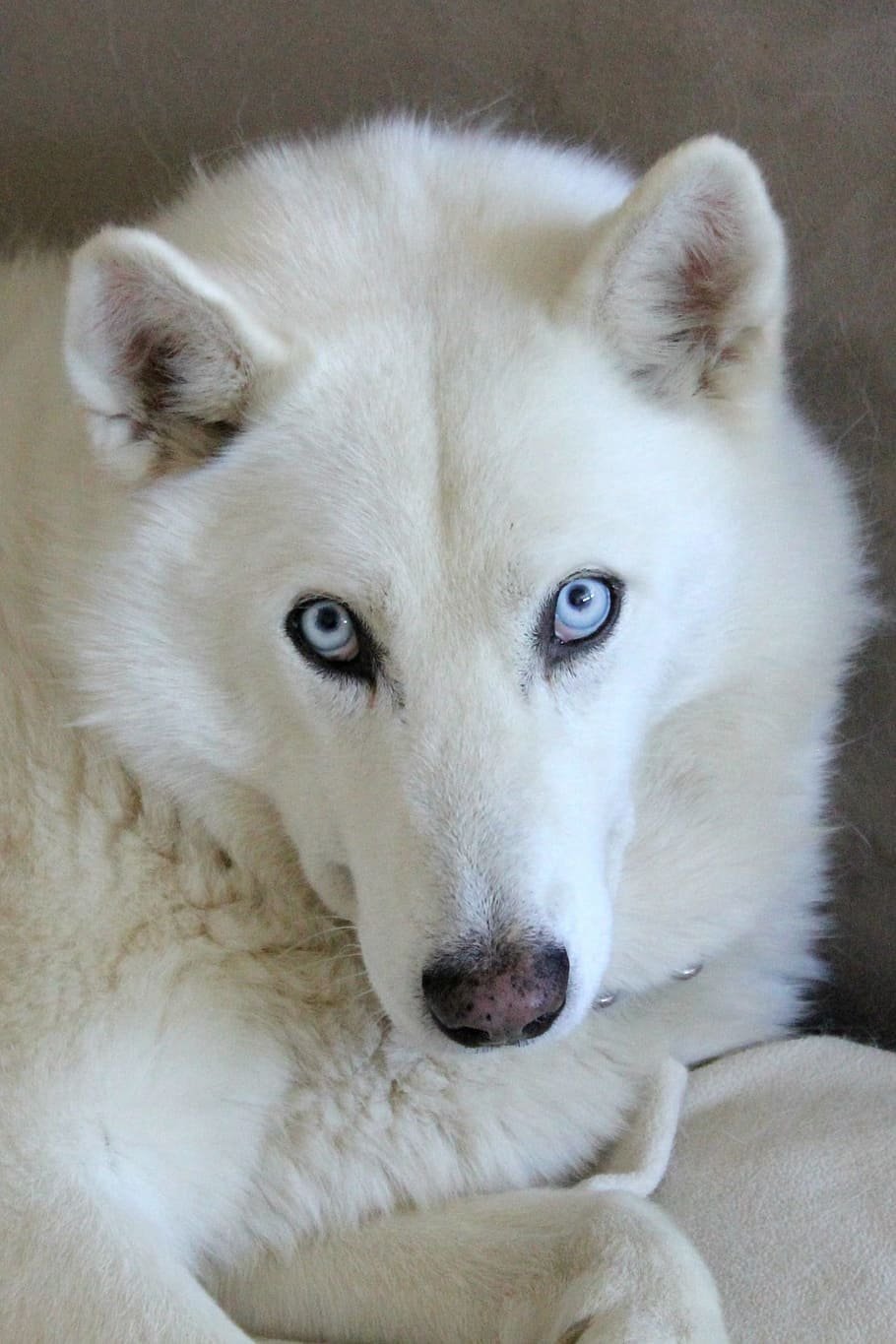 Белая волчица с голубыми глазами