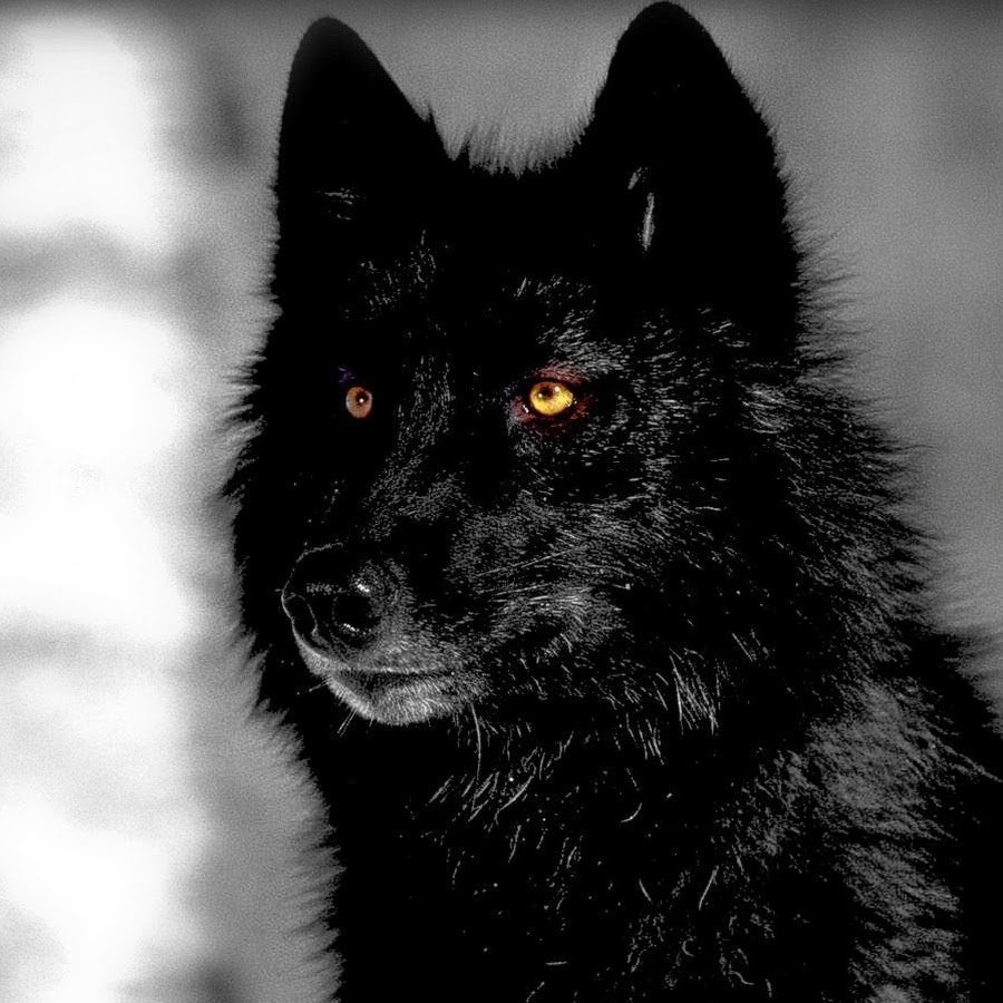 Волк Сережа