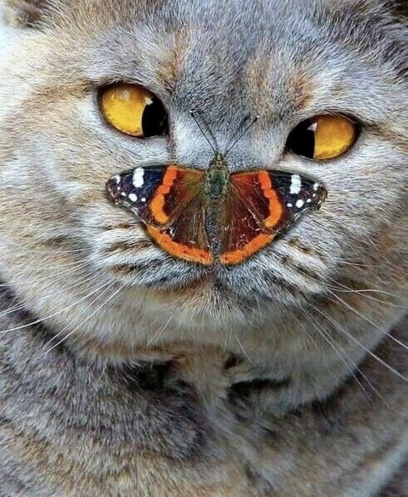Кот и бабочка
