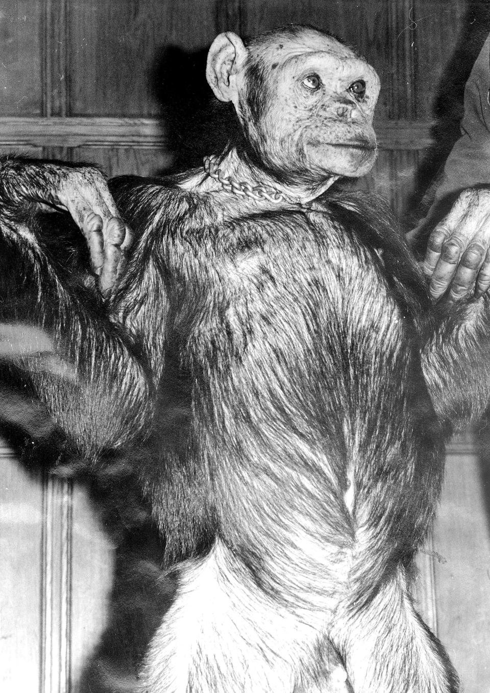 Оливер-гибрид человека и шимпанзе