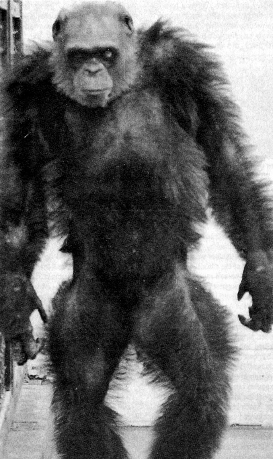 Обезьяна шимпанзе бонобо