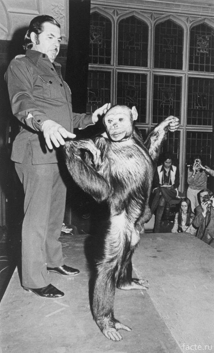 Человек-обезьяна, найденный в джунглях Бразилии, 1937 г.