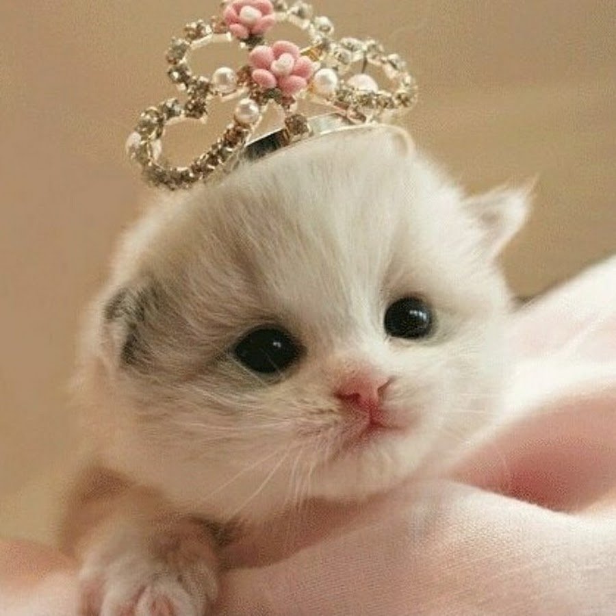 Котенок принцесса