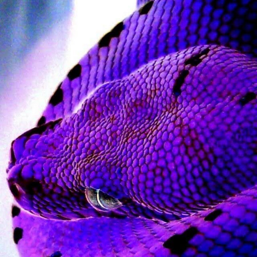 Патагонский фиолетовый питон