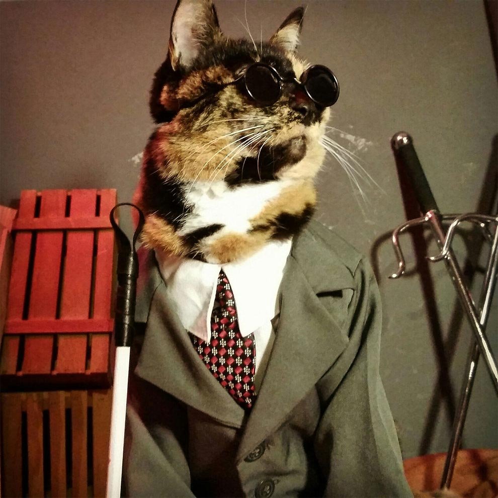 Кот в официальном костюме