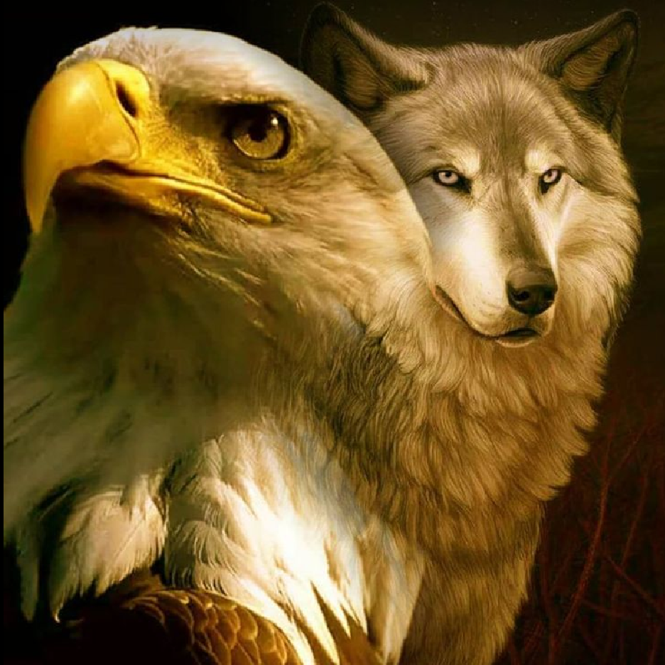Белоголовый Орлан и волк