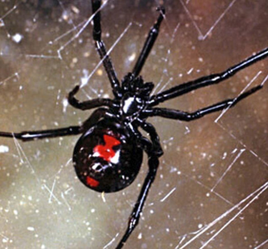 Чёрный паук с белой полоской на брюшке