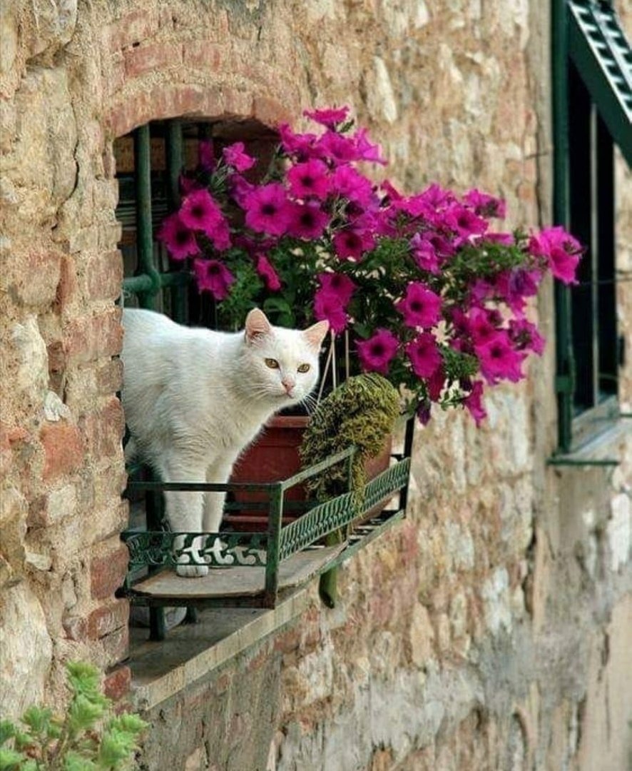 Красивый кот на балконе