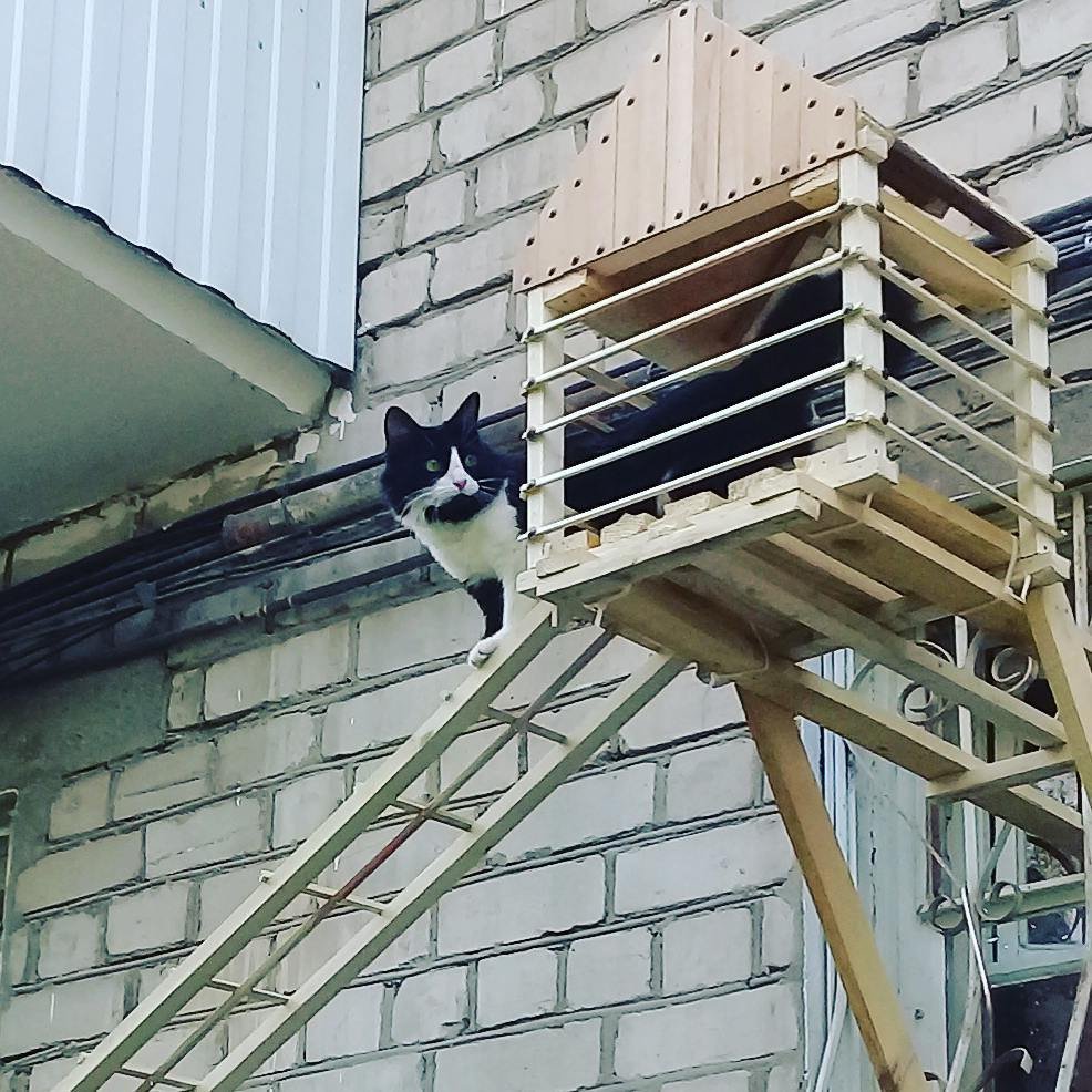 Лестница для кошек на балкон