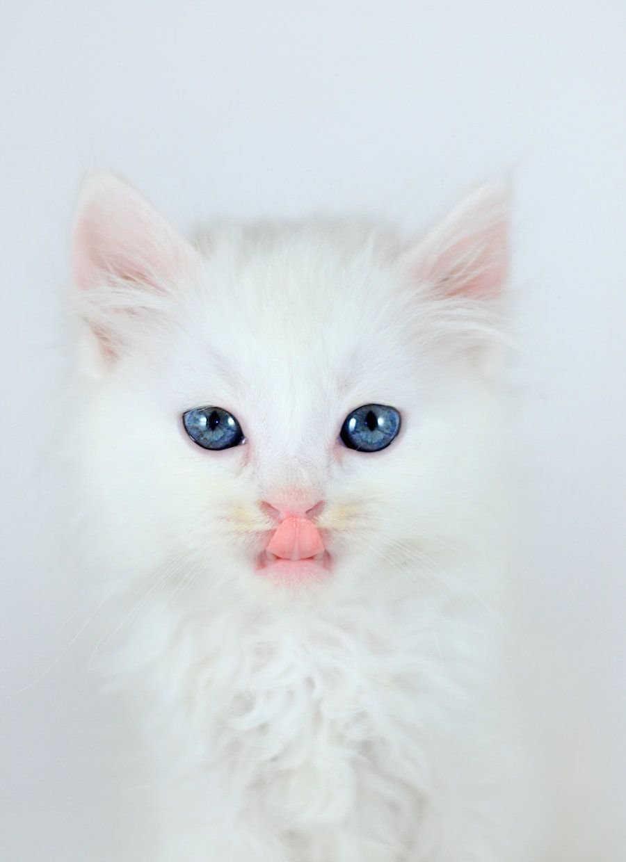 Кошечка белая с розовым бантиком