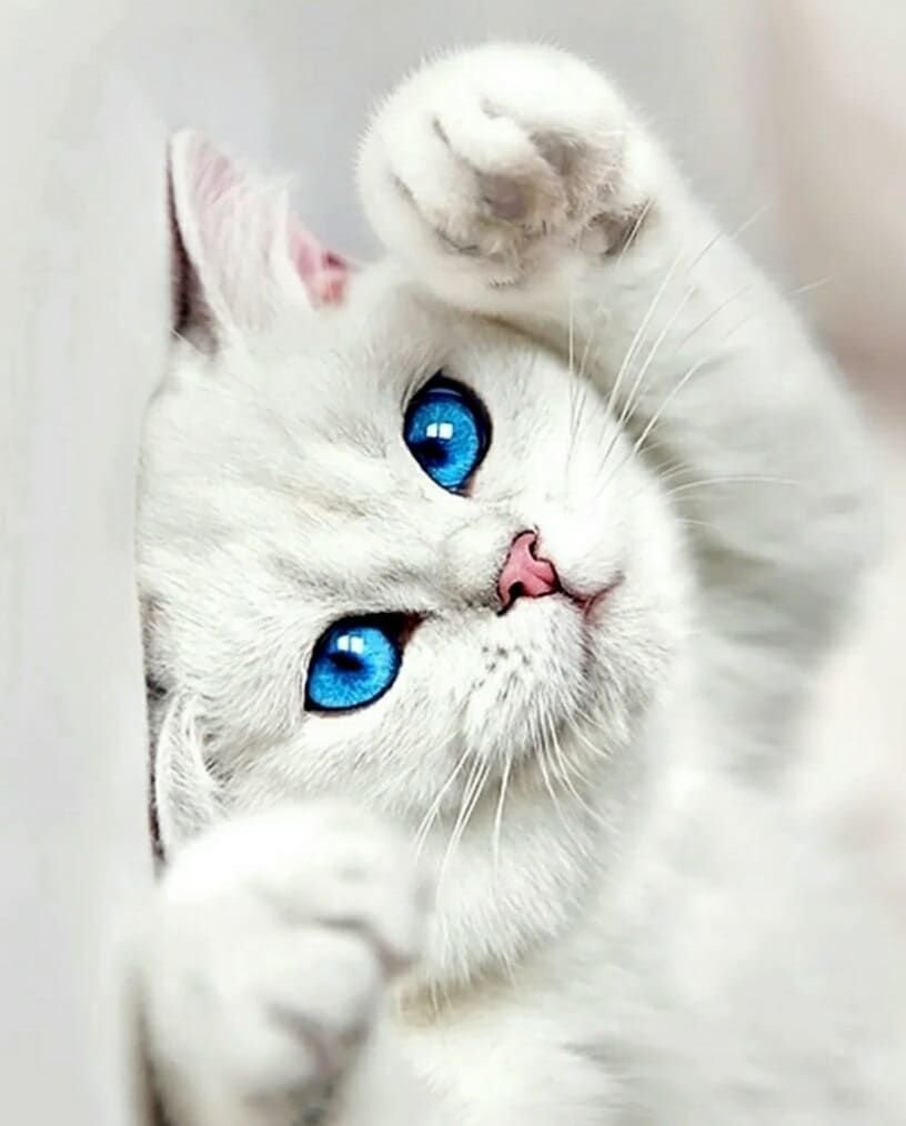 Котик с голубыимы глаза
