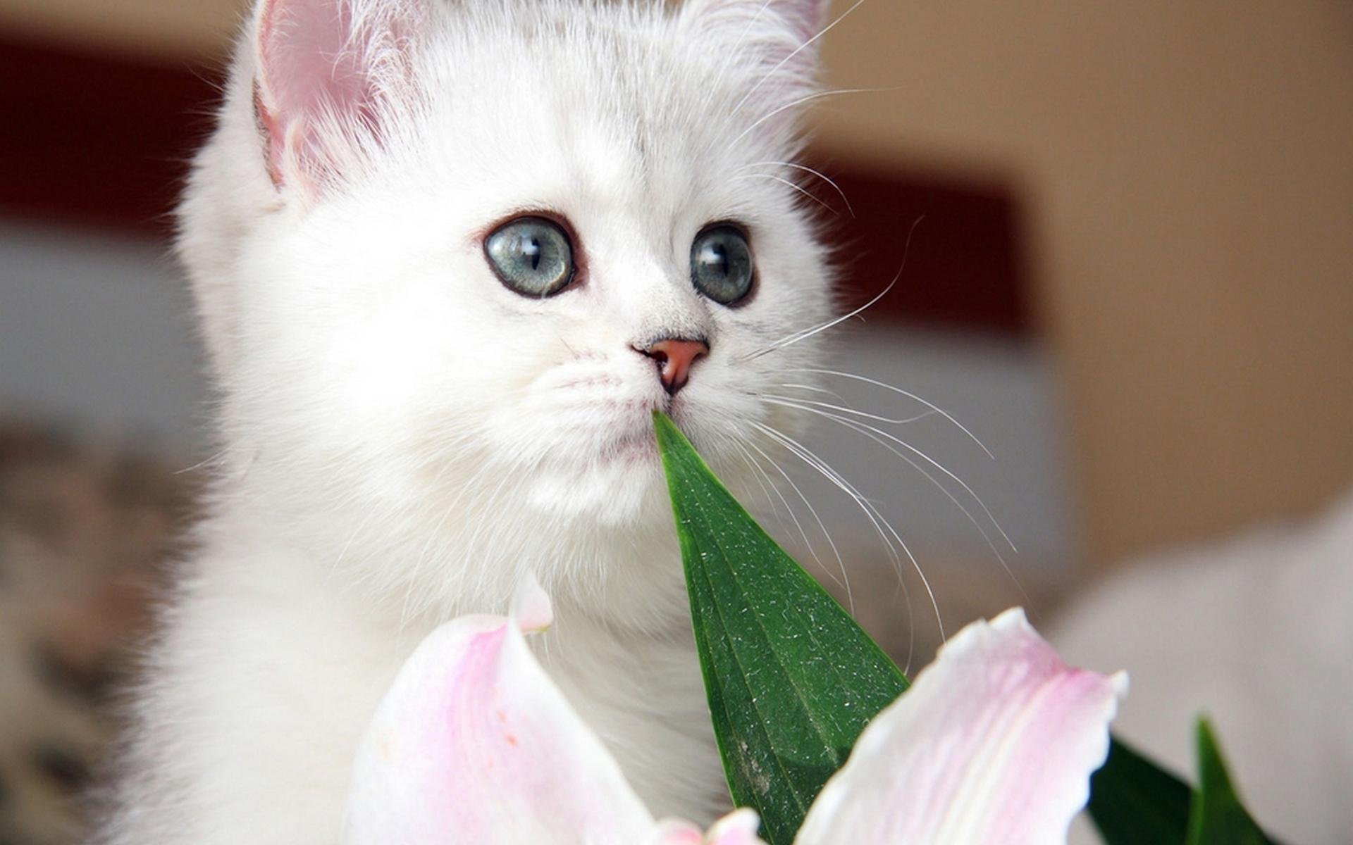 Котенок любит играть с цветами. Красивые кошечки. Красивые котики. Красивые котята. Милые котики.
