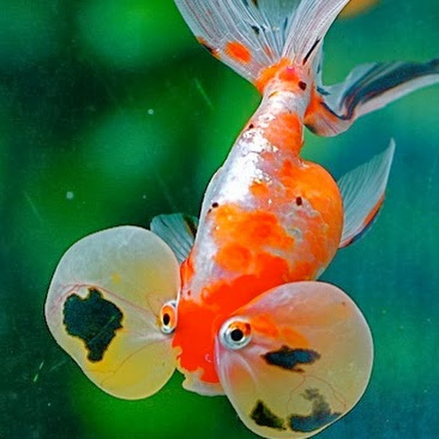 Воздушный пузырь у рыб