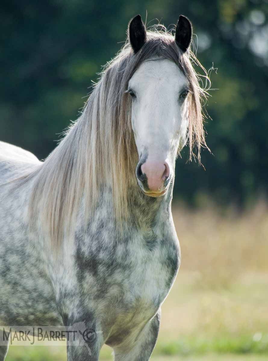 Форелевая масть лошади Андалузская