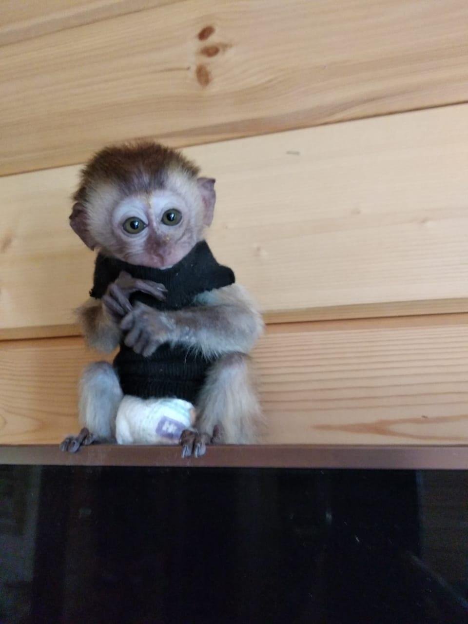 Домашние декоративные обезьянки