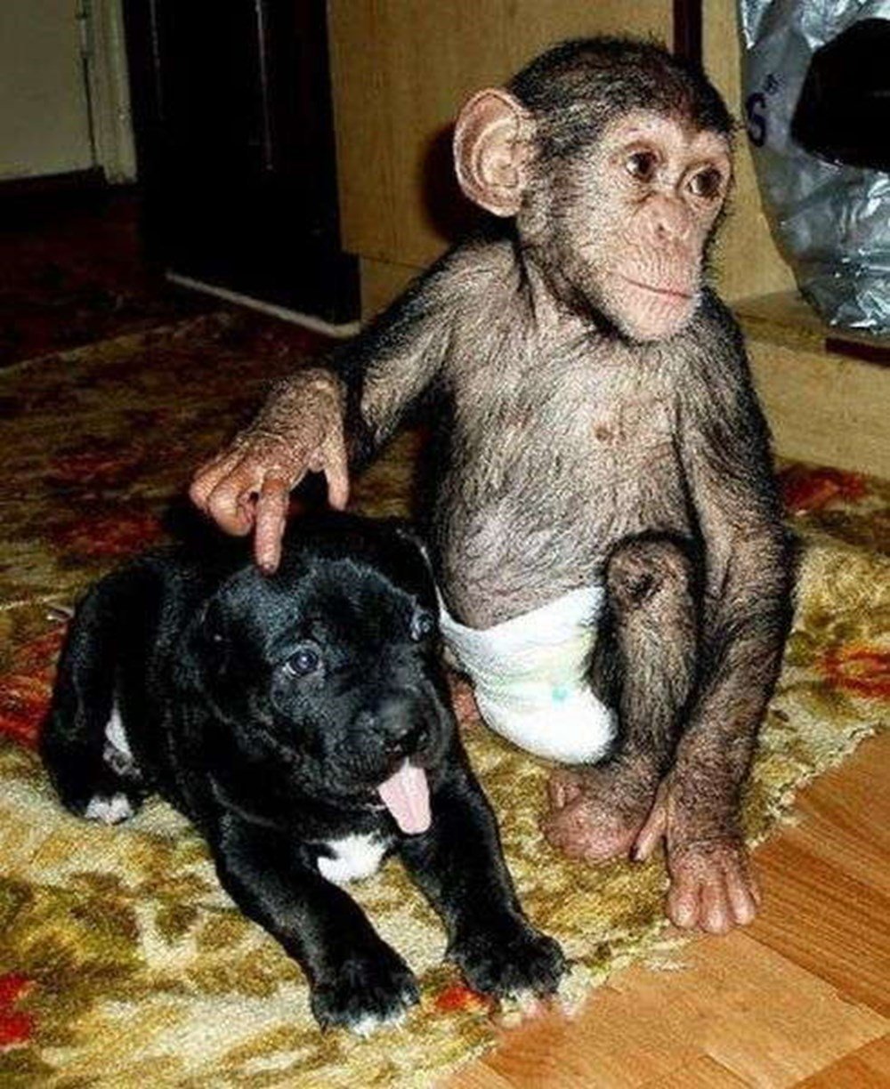 Новорожденный шимпанзе